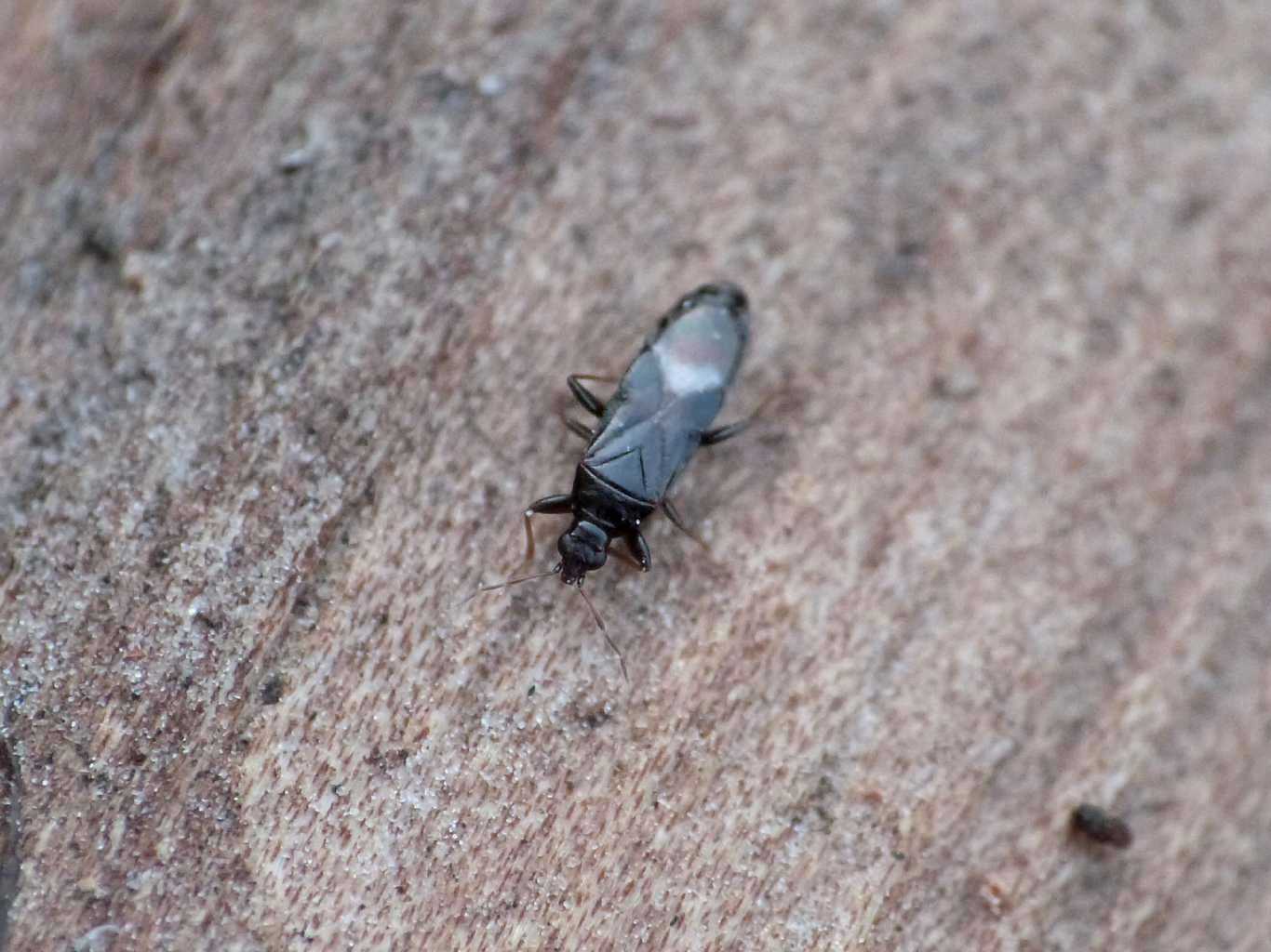 Anthocoridae: Dufouriellus ater del Lazio (Rm)